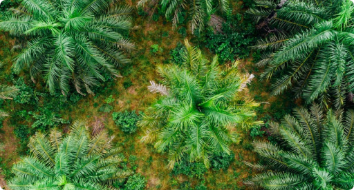 Palm Oil Plantation Pest Control
